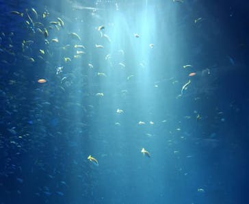 のとじま水族館に投稿された画像（2024/8/8）