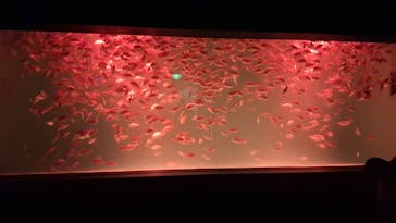 のとじま水族館に投稿された画像（2024/8/8）