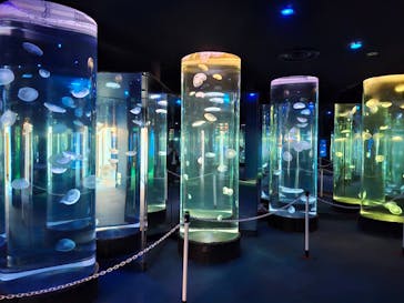 のとじま水族館に投稿された画像（2024/8/8）