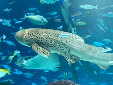 サンシャイン水族館に投稿された画像（2024/8/8）