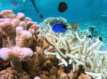 西表島 ADVENTURE PiPi（アドベンチャーピピ）に投稿された画像（2024/8/8）