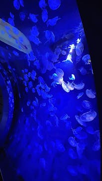 サンシャイン水族館に投稿された画像（2024/8/8）