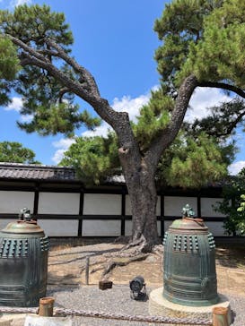 元離宮二条城に投稿された画像（2024/8/8）