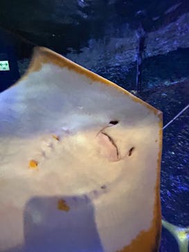 竹島水族館に投稿された画像（2024/8/8）