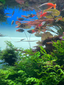 すみだ水族館に投稿された画像（2024/8/8）