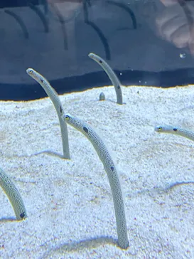 すみだ水族館に投稿された画像（2024/8/8）