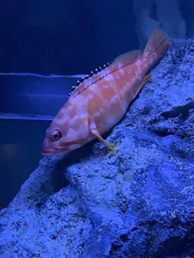 すみだ水族館に投稿された画像（2024/8/8）