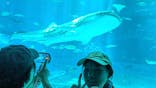 沖縄美ら海水族館に投稿された画像（2024/8/8）