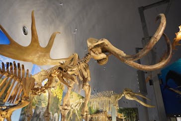 福井県立恐竜博物館に投稿された画像（2024/8/8）