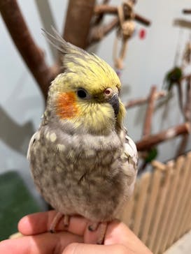 Moff animal cafe MARKIS 福岡ももち店に投稿された画像（2024/8/8）