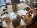 猫カフェモカ　秋葉原店に投稿された画像（2024/8/8）