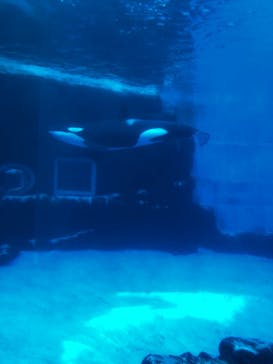 名古屋港水族館に投稿された画像（2024/8/8）