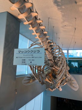 名古屋港水族館に投稿された画像（2024/8/8）