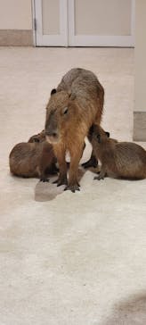 アニタッチららぽーと名古屋みなとアクルスに投稿された画像（2024/8/8）