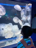しながわ水族館に投稿された画像（2024/8/8）
