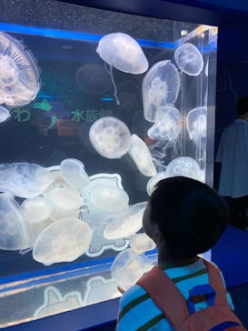 しながわ水族館に投稿された画像（2024/8/8）
