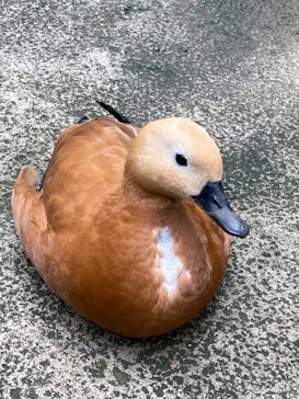 那須どうぶつ王国に投稿された画像（2024/8/8）