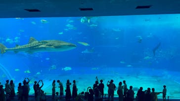 沖縄美ら海水族館に投稿された画像（2024/8/8）