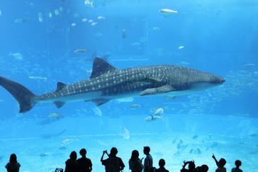 沖縄美ら海水族館に投稿された画像（2024/8/8）