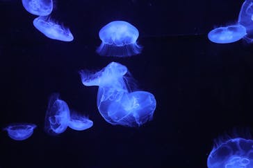 沖縄美ら海水族館に投稿された画像（2024/8/8）