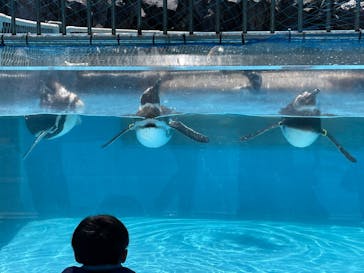 のとじま水族館に投稿された画像（2024/8/8）