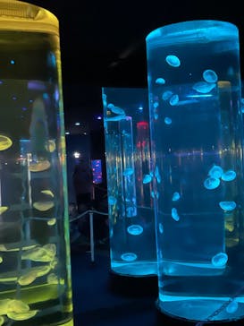 のとじま水族館に投稿された画像（2024/8/8）