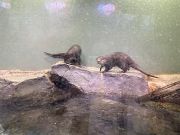 マクセル アクアパーク品川に投稿された画像（2024/8/8）