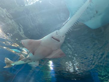 マクセル アクアパーク品川に投稿された画像（2024/8/8）