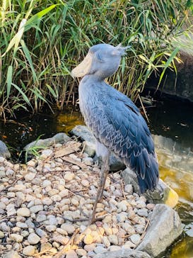 神戸どうぶつ王国に投稿された画像（2024/8/8）