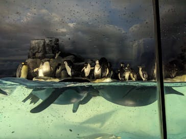 名古屋港水族館に投稿された画像（2024/8/8）