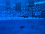 名古屋港水族館に投稿された画像（2024/8/9）