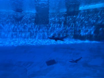 名古屋港水族館に投稿された画像（2024/8/8）