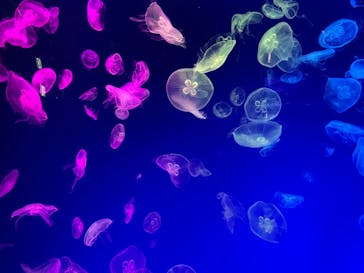 名古屋港水族館に投稿された画像（2024/8/8）