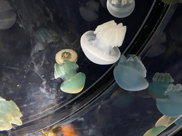 名古屋港水族館に投稿された画像（2024/8/8）