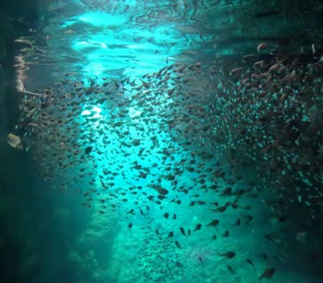 沖縄ダイビングショップシーモールに投稿された画像（2024/8/8）