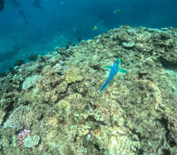 沖縄ダイビングショップシーモールに投稿された画像（2024/8/8）