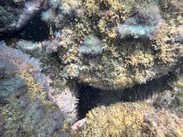 HADASHIに投稿された画像（2024/8/9）