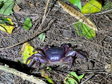 西表島 ADVENTURE PiPi（アドベンチャーピピ）に投稿された画像（2024/8/9）