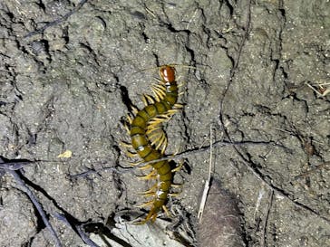 西表島 ADVENTURE PiPi（アドベンチャーピピ）に投稿された画像（2024/8/9）