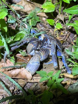 西表島 ADVENTURE PiPi（アドベンチャーピピ）に投稿された画像（2024/8/9）