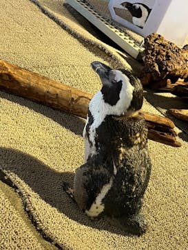 NIFREL（ニフレル）に投稿された画像（2024/8/9）