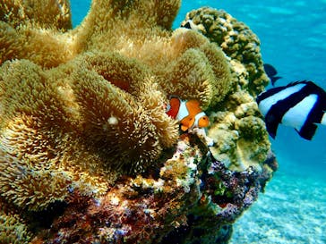 nico 宮古島に投稿された画像（2024/8/9）