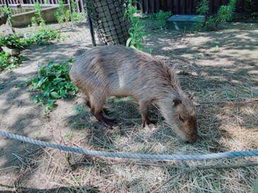 日立市かみね動物園に投稿された画像（2024/8/9）