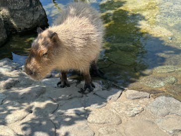 那須どうぶつ王国に投稿された画像（2024/8/9）
