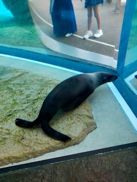 京都水族館に投稿された画像（2024/8/9）
