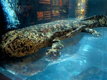 京都水族館に投稿された画像（2024/8/9）