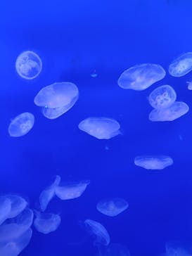 新江ノ島水族館に投稿された画像（2024/8/9）