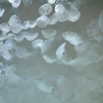 アクアワールド茨城県大洗水族館に投稿された画像（2024/8/9）