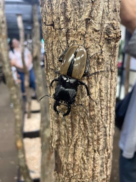 JOYPOLIS 特別イベントスペースに投稿された画像（2024/8/9）