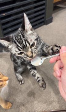 猫カフェモカ　渋谷公園通り店に投稿された画像（2024/8/7）